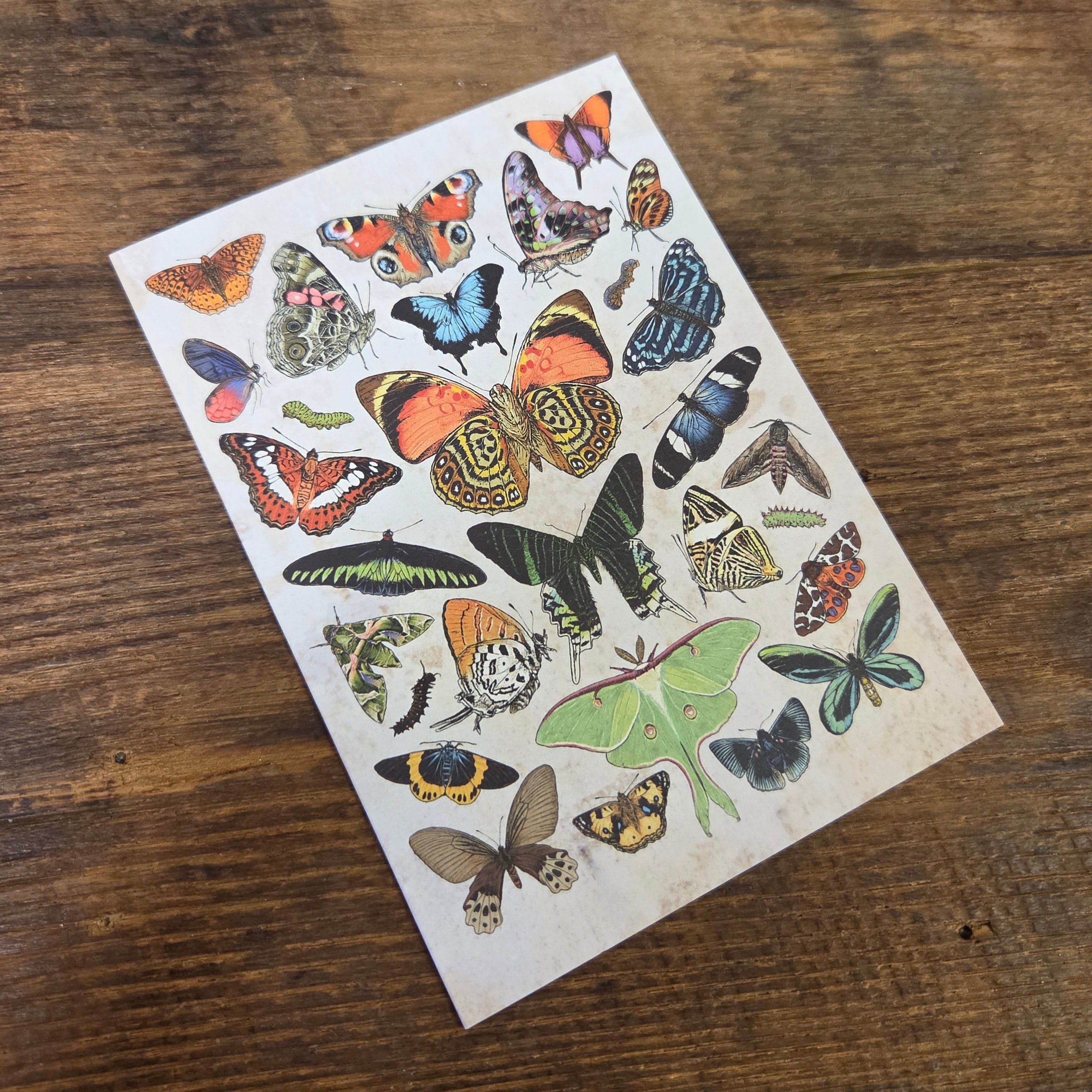 Greeting Card - Butterflies