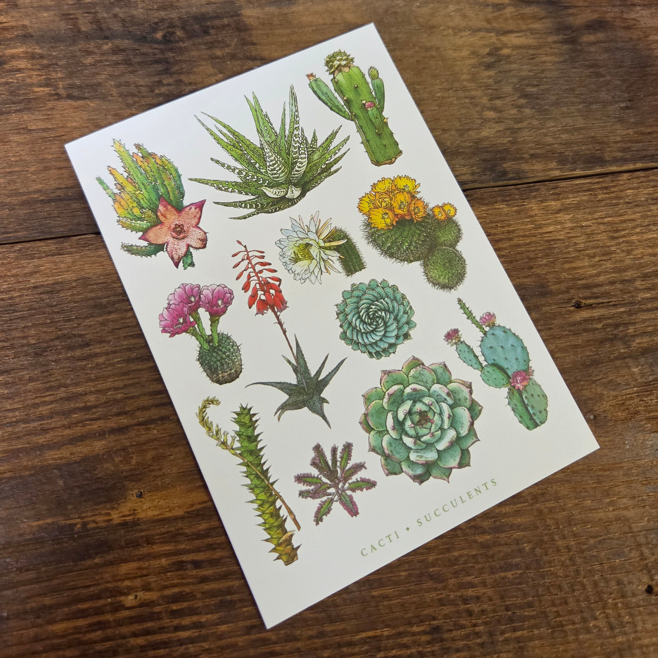 Greeting Card - Cacti & Succulents